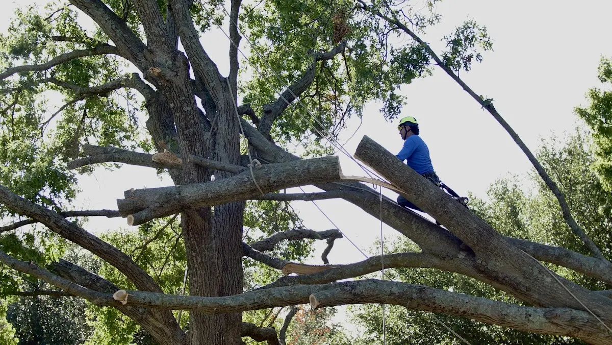 Professional Hazardous Tree Removal performed by certified arborists in Greenview