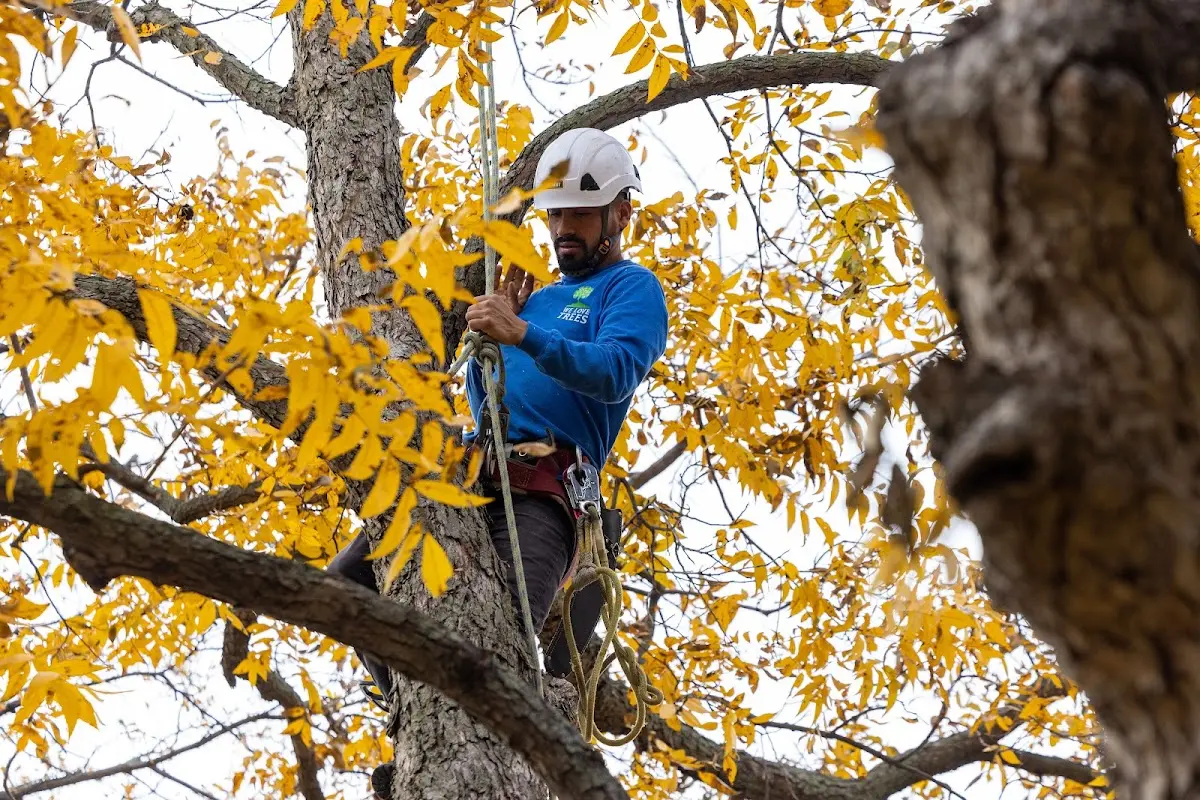 Skilled Tree Transplanting crew working in Greenview